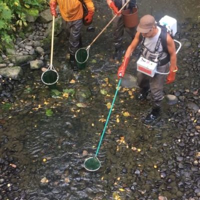 Mitä sähkökoekalastus kertoo ja minkä se jättää kertomatta? Sähkökalastus on hyvä menetelmä tietyn rajallisen koealan sen hetken poikastiheyden. Kalat kuoriutuvat soraikosta keväällä. Mitä suuremmiksi kasvavat, sen enemmän levittäytyvät. Mitä soveliaampi koealan ympäristö on poikasille, ja mitä vahvempi ikäluokka, sen suuremmat ovat poikastiheydet. Koekalastukset tehdään normaalisti loppukesän ja alkusyksyn aikana jolloin hyvän kutualueen luota nollikkaat ovat voineet siirtyä ihan muualle tai nollikkaita pakkautua runsaasti toisaalle, vaikka ovatkin peräisin reilusti ylempää tai alempaa. Loppusyksyn sähkötyksen tulokset eivät siis automaattisesti kerro mitään jonkun tietyn soraikon toimivuudesta. Kutusoraikkokohtainen tieto on olennaista tehdä tekemällä pienpoikaslaskentaa loppukeväästä & alkukesästä kun uusi ikäluokka lähtee soraikoista liikkeelle. Vaikka poikasia on keväällä paljon, niin kesän aikana niille voi tapahtua monenlaisia asioita. Kuvat on siis @longinoja:lta. Ensimmäisen videon heti yläpuolella on yksi suosittu kutusoraikko jossa oli keväällä runsaasti pienpoikasia. Nyt ei saatu ensimmäistäkään nollikasta. Ensisijainen selitys lienee ettei siinä ole sopivaa nollikashabitaattia. Kesän kalakuolemalla saattaa myös olla vaikutuksensa. Parin viikon päästä talkoissa tämä paikka kokee täysmyllerryksen positiiviseen suuntaan. Jatkossa nollikaita odotetaan tulevan merkittävästi paremmin kuin koskaan aiemmin. Jälkimmäisessä videossa on ns ”Saunamutka” josta tulee aina takuuvarmasta hyvin paljon poikasia, jossa niitä myös syntyy hyvin. Kalastoseuranta antaa faktapohjaisen selkänojan kalavesien käytön ja hoidon suunnittelulle, ja on tärkeää! @lukefinland_official