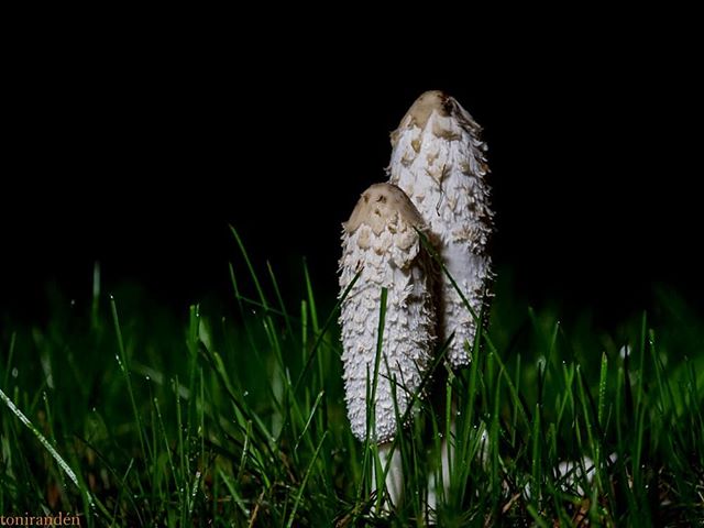 mushrooms-night-longinoja-helsinki-finland-finnishnature-visithelsinki-suomenluonto-suomi-nature-nat