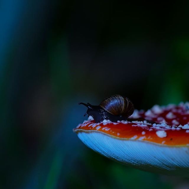 night-mushrooms-snail-longinoja-longinojasyksy-malmi-helsinki-finnishnature-finland-luontokuva-luont