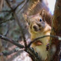 Nuori orava tarkkailee puron elämää. Tutustu longinoja.fi 🐿