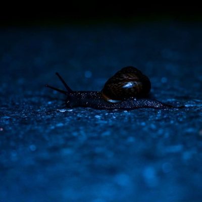 snail-longinoja-longinojasyksy-etana-blue-helsinki-finland-finnishnature-nature-naturephotography-na