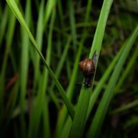 snail-night-longinoja-helsinki-finland-finnishnature-natur-nature-instaanimal-naturephotography-natu