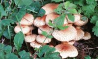 syksy-autumn-sienia-mushrooms-mushroom-sieni-longinoja-longinojasyksy-alamalmi-malmi-puro-oja-helsin