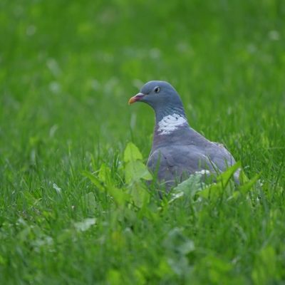 Veikeä ilme tipulla. Kun kännykkä leviää, pankkikortti ei toimi ja kaikki menee metsään niin viereen lentää virnuileva tipu. 🕊