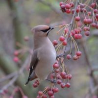 bohemianwaxwing-birds-birdlovers-instabird-instanature-instaanimal-forest-luontokuvaus-luonto-natura