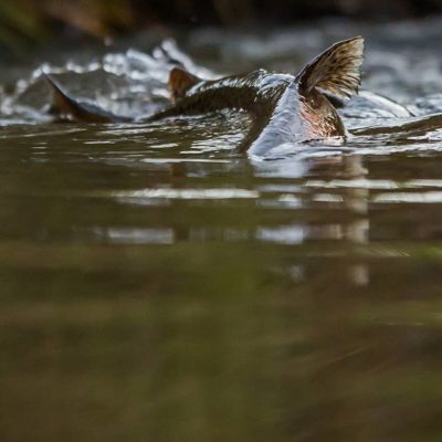 Brown trout rising upstream @longinoja Helsinki, Finland . .