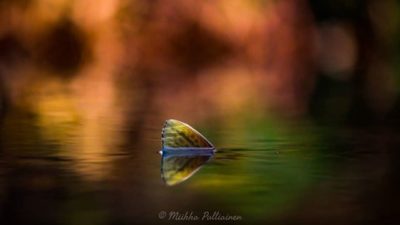 Brown trouts fin @longinoja Helsinki, Finland . .