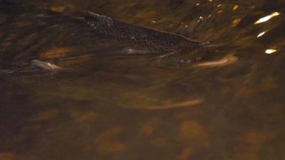 browntrout-fish-taimen-helsinki-visitfinland-luontokuvaus-luonto-natur-naturaleza-nature-loodus-пр