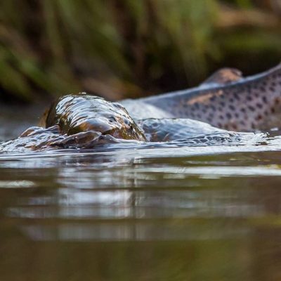 Browntrout spawning @longinoja Helsinki, Finland . .