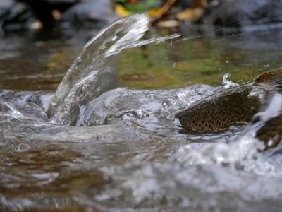 browntrout-taimen-fish-finnishnature-finland-helsinki-visithelsinki-vantaanjoki-luonto-lumix-luontok