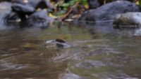 browntrout-taimen-video-instavideo-naturaleza-natur-nature-naturephotography-naturephotography-insta