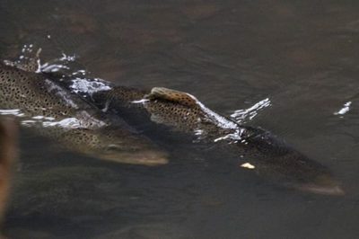 Browntrouts preparing for spawn. . . . . . . .