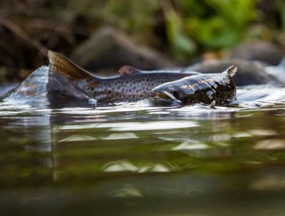 Browntrouts spawning @longinoja Helsinki, Finland . .