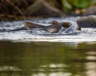 Browntrouts spawning @longinoja Helsinki, Finland . .