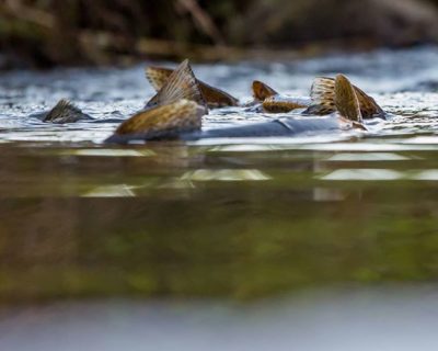 Browntrouts spawning @longinoja Helsinki, Finland . .