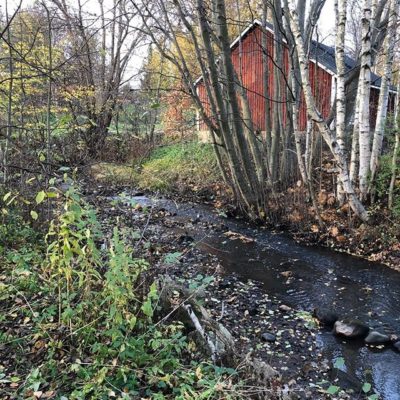 Fantastic wee brook called Longinoja in the Vantaa river system hosts migrating and you can spot them here if you’re lucky! 🤠