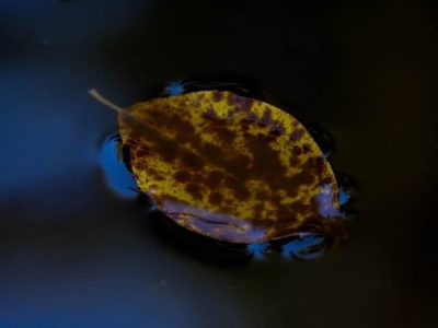 leaf-lehti-blue-moment-river-longinoja-luontokuvaus-luonto-lumix-naturaleza-natur-nature-naturephoto