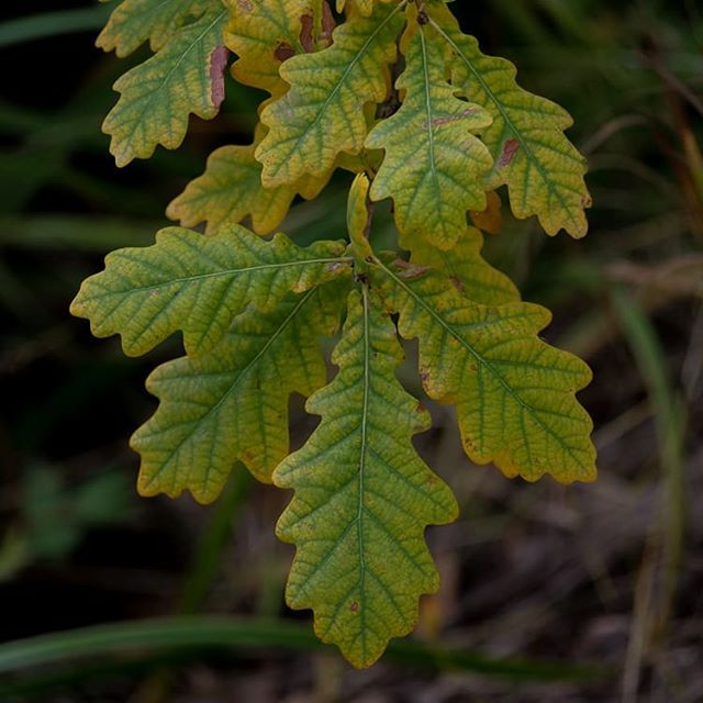leaf-lehti-longinoja-longinojasyksy-helsinki-finnishnature-finland-natur-nature-naturephotography-na