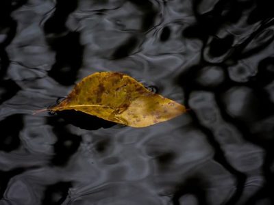 Leaf on water.