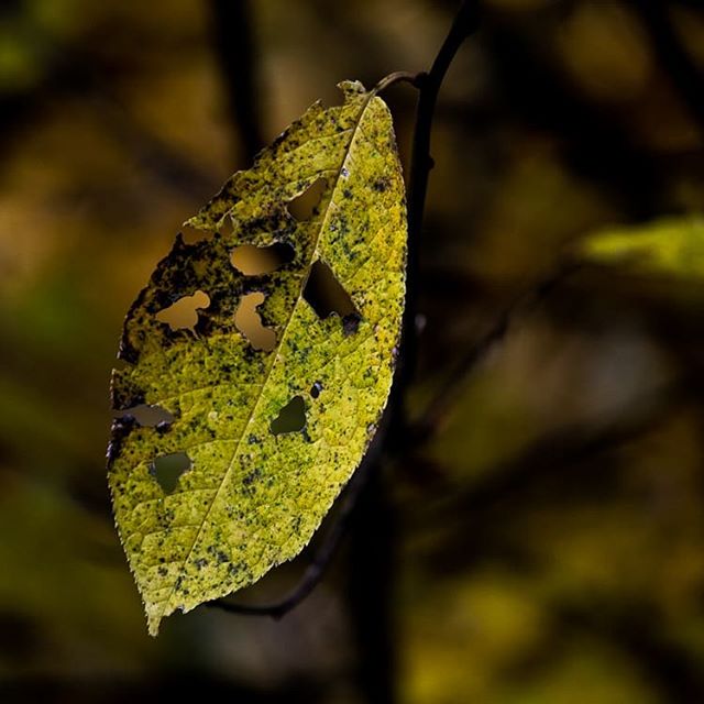 lehti-leaf-morning-monday-helsinki-longinoja-longinojasyksy-autumncolors-autumn-syksy-finnishnature-