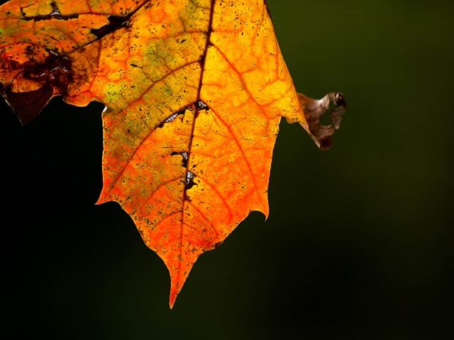 lehti-leaf-syksy-autumn-longinojasyksy-helsinki-finnishnature-finland-myhelsinki-city-luontokuva-luo