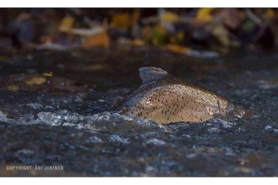 longinoja-longinojasyksy-taimen-trout-kutu-spawn-salmotrutta-puro-sream-creek-nature-naturephoto-nat-1