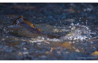 longinoja-longinojasyksy-taimen-trout-kutu-spawn-salmotrutta-puro-sream-creek-nature-naturephoto-nat-2