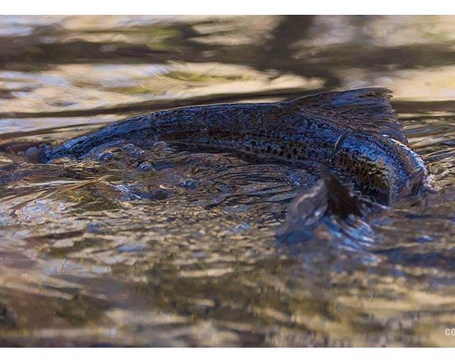 longinoja-longinojasyksy-taimen-trout-kutu-spawn-salmotrutta-puro-sream-creek-nature-naturephoto-nat-3