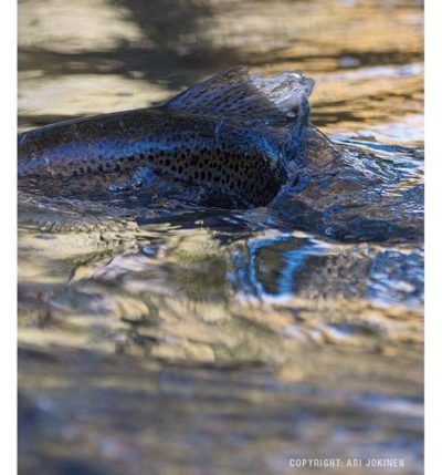 longinoja-longinojasyksy-taimen-trout-kutu-spawn-salmotrutta-puro-sream-creek-nature-naturephoto-nat-4