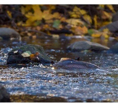 longinoja-longinojasyksy-taimen-trout-kutu-spawn-salmotrutta-puro-sream-creek-nature-naturephoto-nat