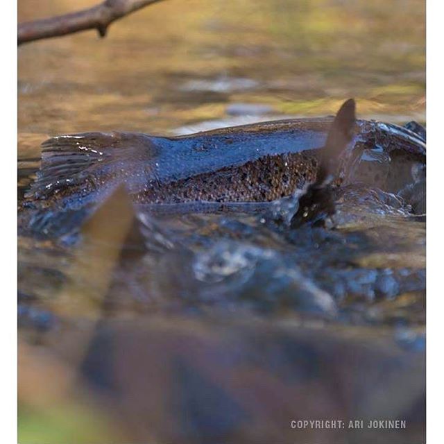 longinoja-longinojasyksy-taimen-trout-kutu-spawn-salmotrutta-puro-sream-creek-nature-naturephoto-nat-5