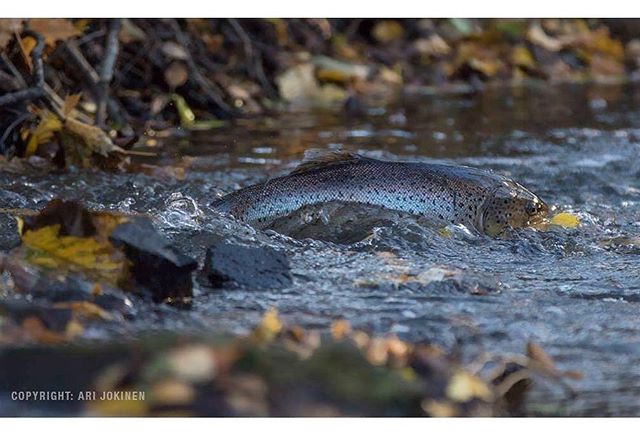 longinoja-longinojasyksy-taimen-trout-kutu-spawn-salmotrutta-puro-sream-creek-nature-naturephoto-nat-6