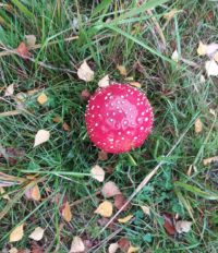 mushroom-karpassieni-autumn-syksy-rainyday-picoftheday-finland-nature-amanita-luonto-luontokuva-long