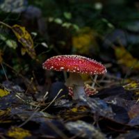 mushrooms-sienet-leaf-longinoja-longinojasyksy-helsinki-finnishnature-finland-luontokuvaus-luonto-fo