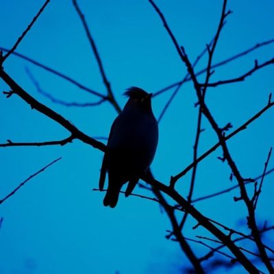 silhouette-evening-bohemianwaxwing-longinoja-luontokuvaus-luonto-birds-birdlovers-birdphotography-na