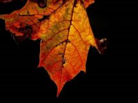 syksy-leaf-longinoja-longinojasyksy-helsinki-finland-luonto-luontokuva-autumn-love-varit-malmi-natur