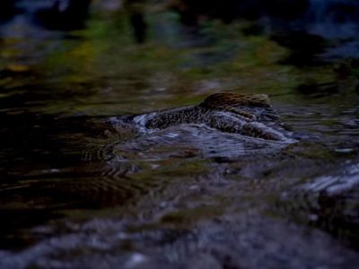 taimen-browntrout-longinoja-longinojasyksy-evening-helsinki-finnishnature-finland-suomenluonto-river