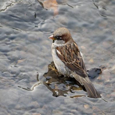 Tänään luontopolun avajaiset klo 14.00. Lisätietoa: http://longinoja.fi/luontopolku