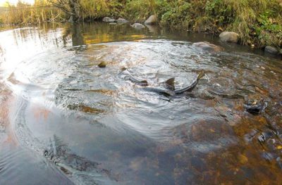 Trout spawn in the river.