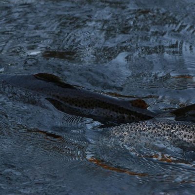 Trout spotting yesterday with the kids at the Longinoja creek. Unbelievable show in the middle of the capital city. Three sea trouts, two larger and one small one (biggest closer to 70cm), breeding.