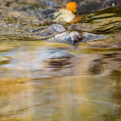 White-throated dipper @longinoja Helsinki, Finland . .