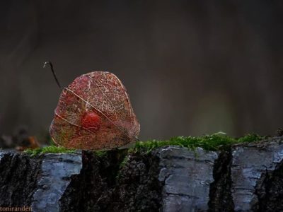 autumncolors-autumn-leaf-syksy-luontokuvaus-luonto-suomenluonto-longinoja-helsinki-metsa-forest-natu-1