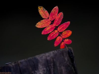 autumncolors-autumn-leaf-syksy-luontokuvaus-luonto-suomenluonto-longinoja-helsinki-metsa-forest-natu