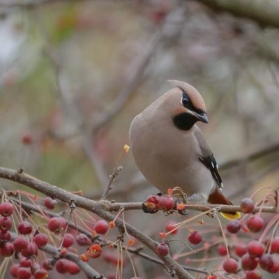 birdphotography-bird-instabird-lintu-helsinki-longinoja-naturelove-naturaleza-natur-nature-loodus-п