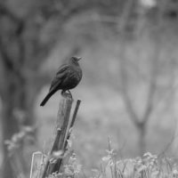 birds-birdlovers-instabird-instanature-bw-blackandwhite-blackandwhitephotography-longinoja-helsinki-