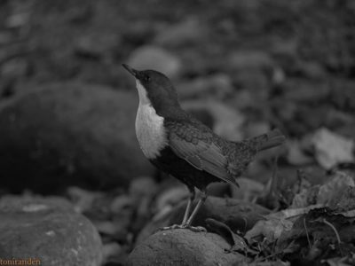 birds-birdlovers-instabird-instanature-bw-blackandwhite-blackandwhitephotography-longinoja-helsinki-1-1