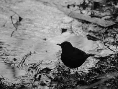 blackbird-bw-blackandwhite-puro-savela-blackandwhitephotography-birds-birdphotography-luontokuvaus-l