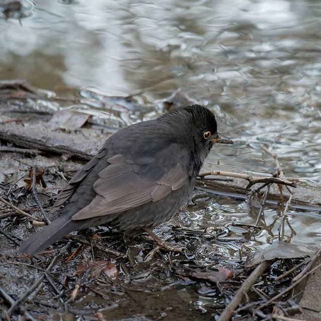 blackbird-puro-longinoja-birdphotography-bird-lintu-helsinki-pakkasta-finland-maanantai-suomenluonto