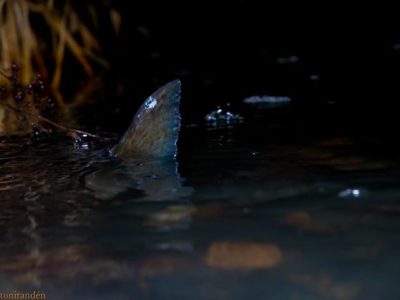 browntrout-taimen-night-yo-finnishnature-finland-luontokuvaus-luonto-lumixgh5-natur-nature-loodus-п