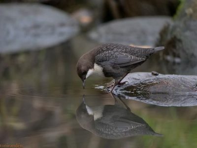 dreamer-whitethroateddipper-koskikara-longinoja-finland-finnishnature-birds-birdlovers-birdphotograp